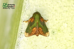 Parasa pastoralis