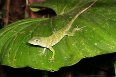 Giant Green Anole photo 3