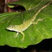 Neotropical Green Anole - Photo (c) Jacob Kirkland, some rights reserved (CC BY-NC-SA)