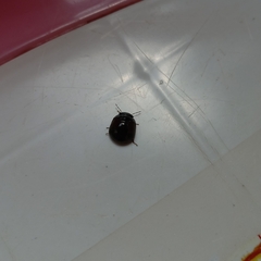 Brachyplatys subaeneus