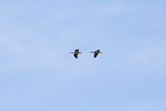 Threskiornis spinicollis