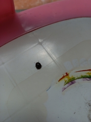 Brachyplatys subaeneus