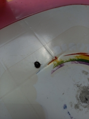 Brachyplatys subaeneus