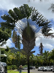 Ravenala madagascariensis