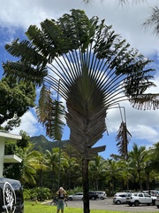 Ravenala madagascariensis