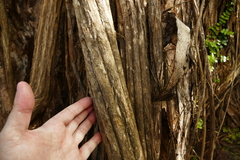 Griselinia lucida