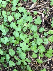 Hydrocotyle heteromeria