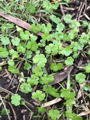 Hydrocotyle heteromeria