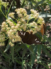 Apyrrothrix araxes arizonae