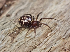 Steatoda capensis