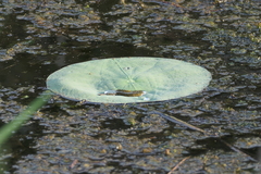 Nelumbo lutea
