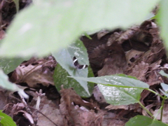 Trichodezia albovittata