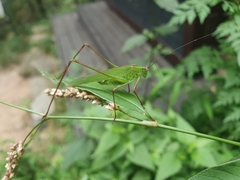 Phaneroptera nigroantennata
