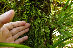 Symphyogyna subsimplex