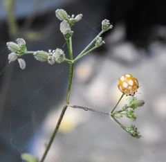 Calvia decemguttata