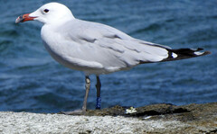 Ichthyaetus audouinii