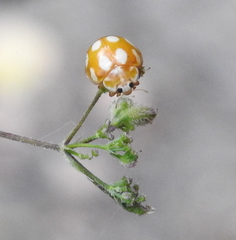 Calvia decemguttata