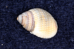 Nassarius