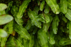 Symphyogyna subsimplex