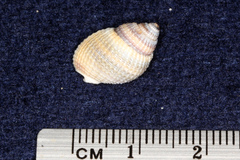 Nassarius