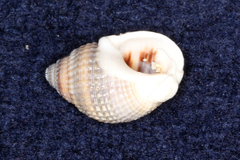 Nassarius