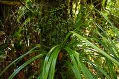 Symphyogyna subsimplex
