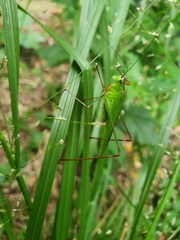 Phaneroptera nigroantennata