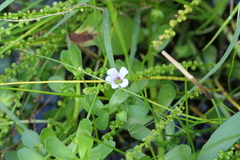 Bacopa monnieri