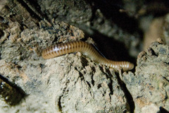 Cylindroiulus punctatus