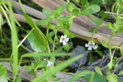 Bacopa monnieri