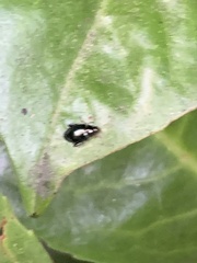 Psylliodes chrysocephala