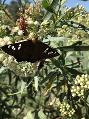 Apyrrothrix araxes arizonae