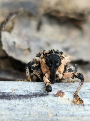 Cryptorhynchus lapathi