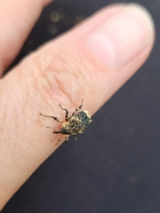 Cryptorhynchus lapathi