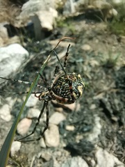 Argiope australis