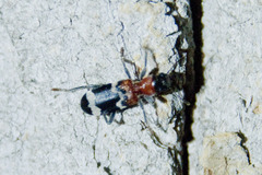 Thanasimus formicarius