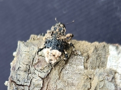 Cryptorhynchus lapathi