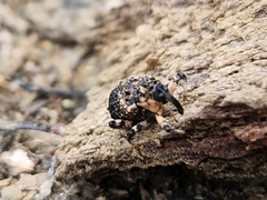 Cryptorhynchus lapathi