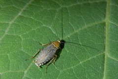 Ectobius vittiventris