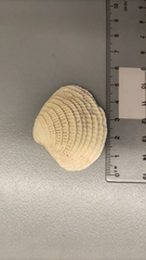 Veneridae