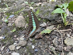 Graphium sarpedon nipponum