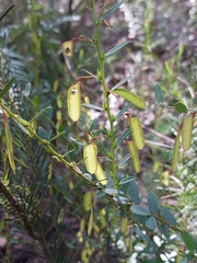 Bossiaea stephensonii