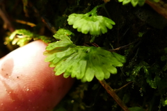 Hymenophyton flabellatum