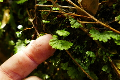 Hymenophyton flabellatum