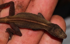 Anolis ocelloscapularis