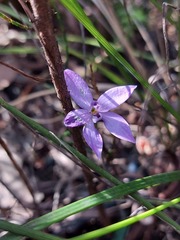 Glossodia minor