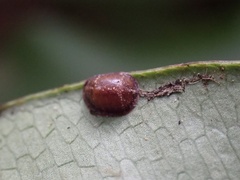 Coccoidea
