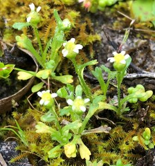 Brachyscome goniocarpa