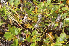 Salix arctica