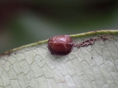 Coccoidea
